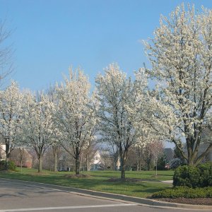 Hruška okrasná (Pyrus calleryana) ´CHANTICLEER´ - výška 500 cm, obvod kmeňa: 20/25 cm, kont. C230L